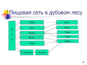 Цепь питания животных в лесу