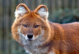 Красный или горный волк