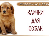 Клички для щенков мальчиков