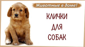 Клички для щенков мальчиков