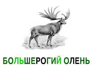 Как питается большерогий олень