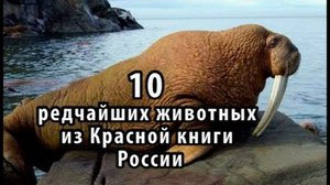 Атлантический морж на льду
