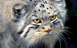 Манул - кот