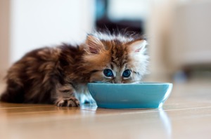 Питание для котят