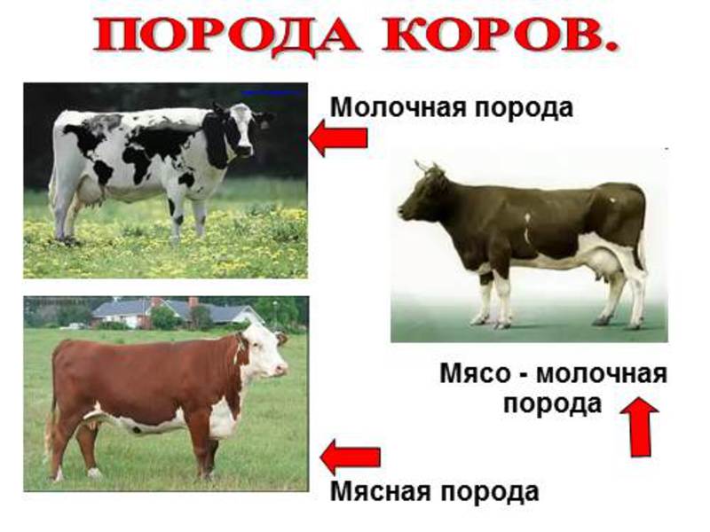 Основные породы коров различных направлений в России Породы коров различных направлений в России