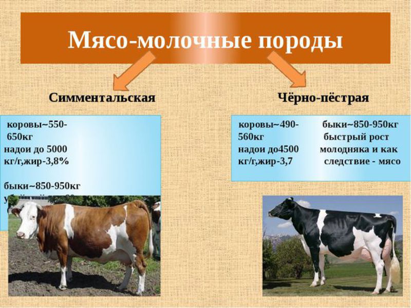 Мясо-молочные породы коров в России Мясо-молочные породы коров