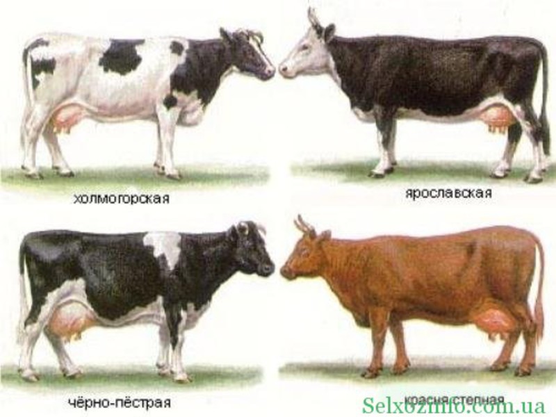 Молочные породы коров в России Молочные породы коров