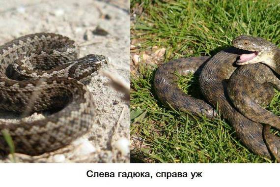Как определеить ужа и гадюку
