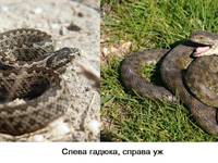 Как определеить ужа и гадюку