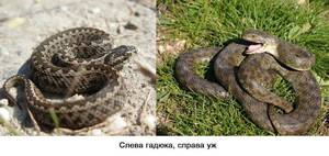Как определеить ужа и гадюку