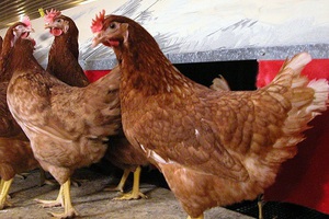 Куры Хайсекс браун: продуктивность