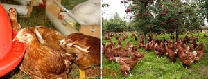 Описание породы кур