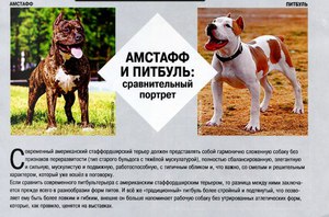 Амстафф и питбуль В чем разница