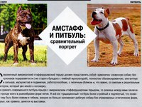 Амстафф и питбуль В чем разница