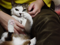 Как можно отучить котят кусаться