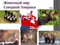 Какие животные обитают в северной Америке