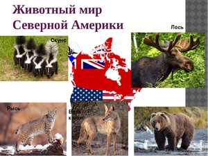 Какие животные обитают в северной Америке