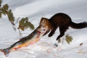 Соболь ест рыбу