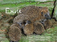 Обыкновенный еж