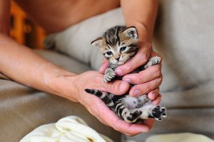 У котенка открылись глазки