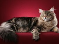 Умнейшие кошачьи породы