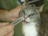 Симптомы аллергии у кошек