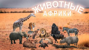 Экзотические животные в Африки