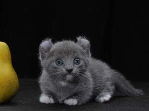 Кошки маленьких пород