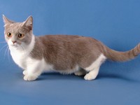 Описание маленькой кошки