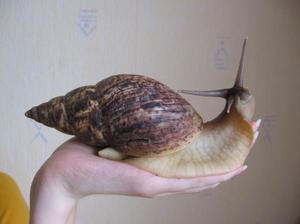 Улитка ахатина