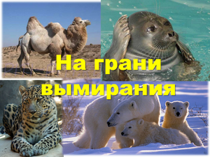 Вымирающие животные - какие виды могут исчезнуть