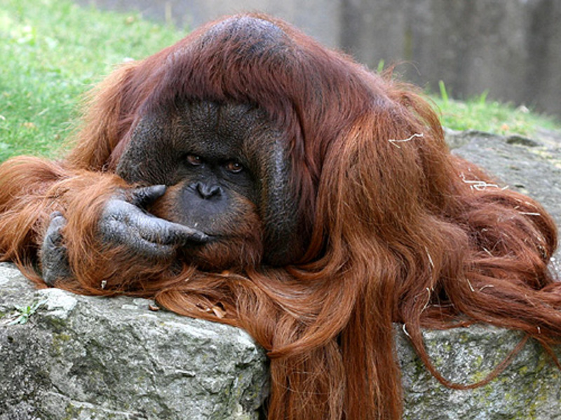 Борнейский, или калимантанский орангутан (Pongo pygmaeus) Калимантанский орангутан