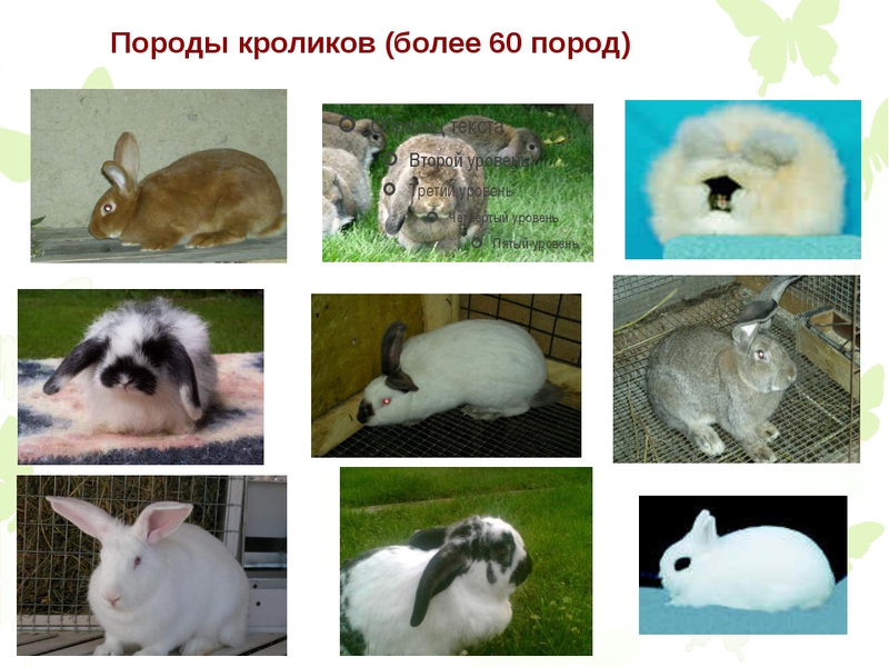 Характеристика кроликов Описание пород кроликов