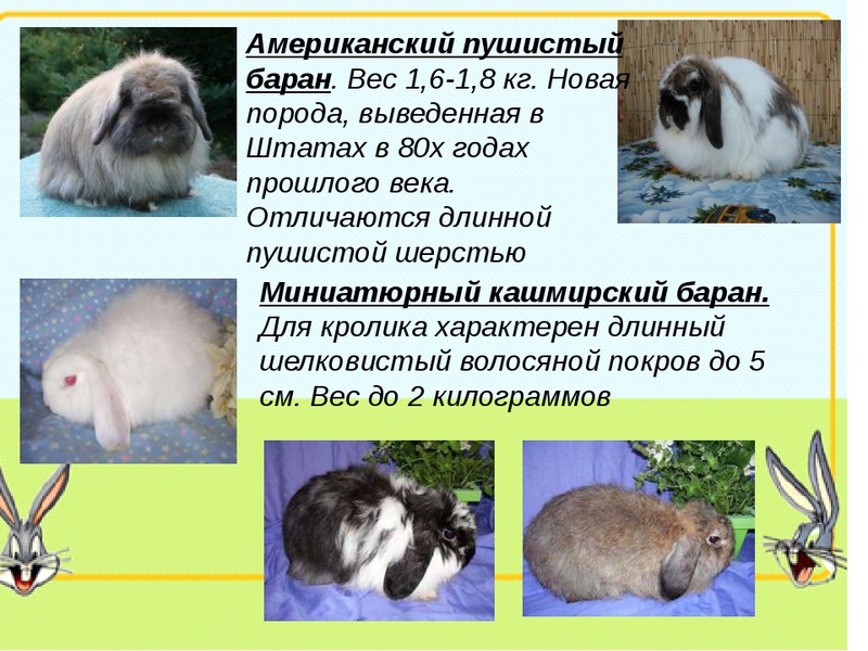 Особенности пород кроликов Уход за кроликами