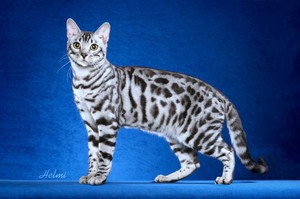  бенгальская кошка сероватого окраса