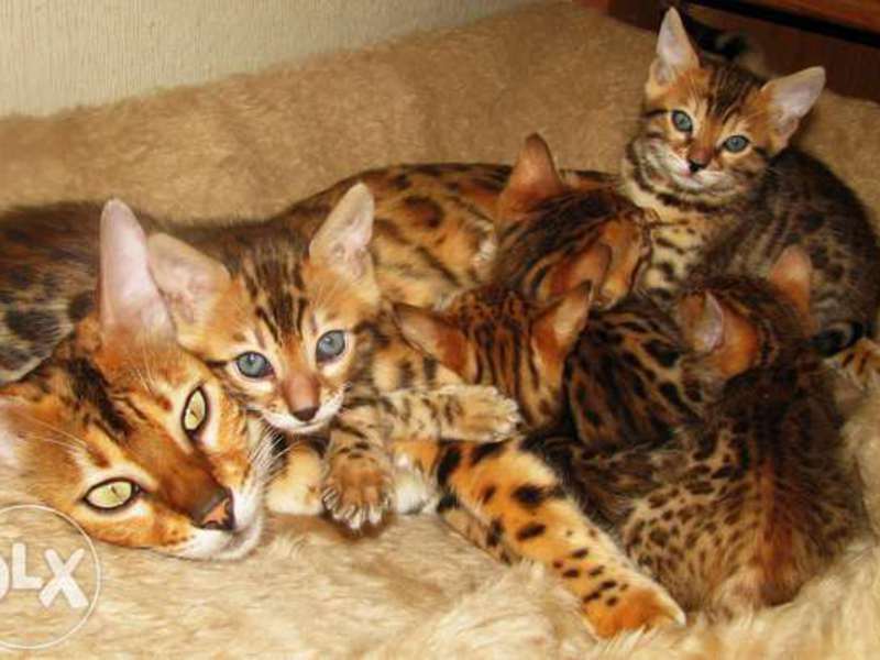 Семья бенгальских кошек Бенгальские кошка и котятки