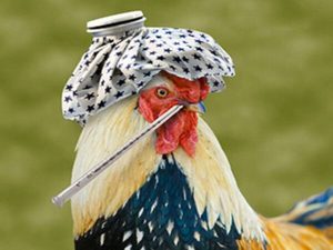 Птичий грипп 