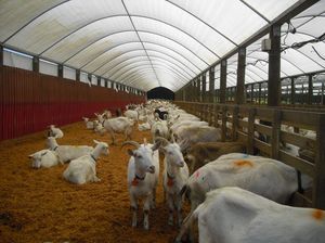 Козы в домашних условиях