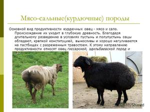 Порода овец