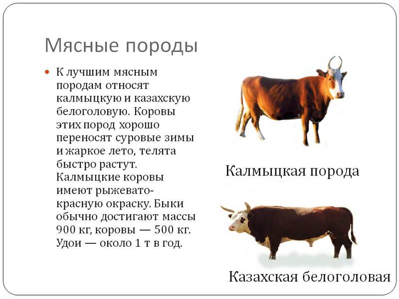 Характеристика породы овец Разведение овец