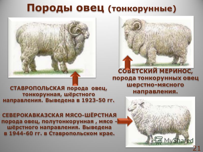 Как кормить овец Содержание овец