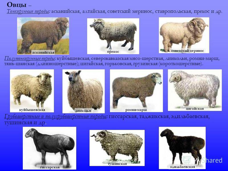 Породы овец для разведения Характеристика породы овец