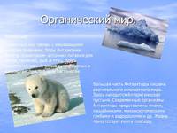 Какие животные обитают в Антарктиде
