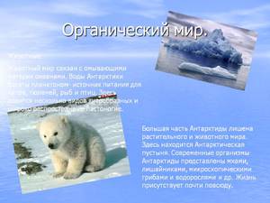 Какие животные обитают в Антарктиде