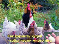 Чем и как правильно кормить несушек