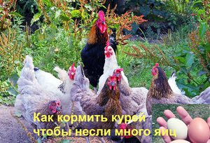 Чем и как правильно кормить несушек