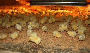 Чем кормят цыплят