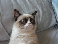 Самые известные коты