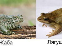 Жаб и лягушек часто путают, как научиться их различать?