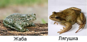Жаб и лягушек часто путают, как научиться их различать?